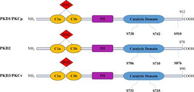 Small-Molecule Inhibitor Targeting Protein Kinase D: A Potential Therapeutic Strategy